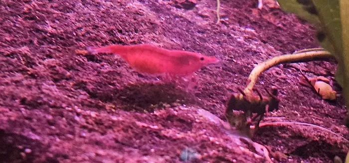 Angelo's Tropical Fish World Picture 8
