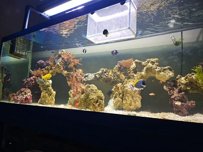 Angelo's Tropical Fish World Picture 4