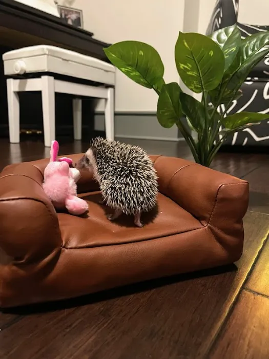 Dave's Domestic Hedgehogs Picture 1
