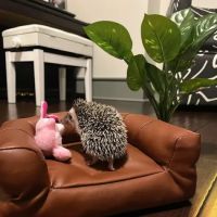Dave's Domestic Hedgehogs ico