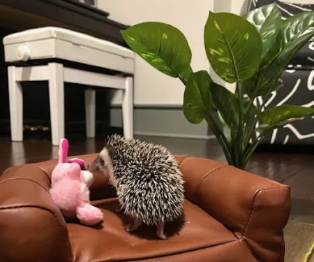 Dave's Domestic Hedgehogs
