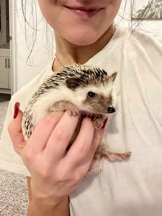 Dave's Domestic Hedgehogs Picture 2