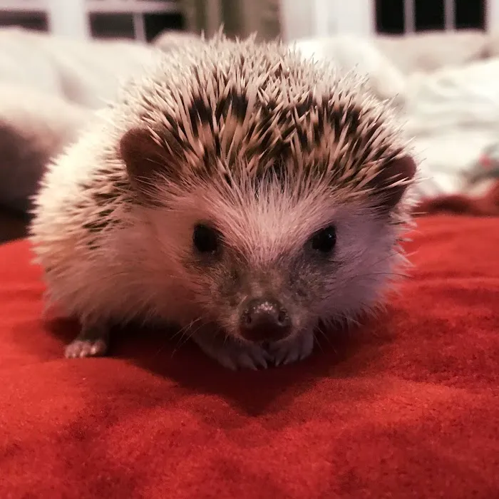 Dave's Domestic Hedgehogs Picture 5