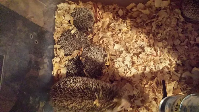 Dave's Domestic Hedgehogs Picture 8
