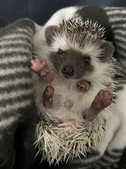 Dave's Domestic Hedgehogs Picture 6