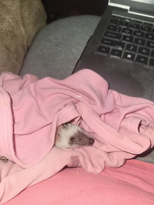 Dave's Domestic Hedgehogs Picture 7