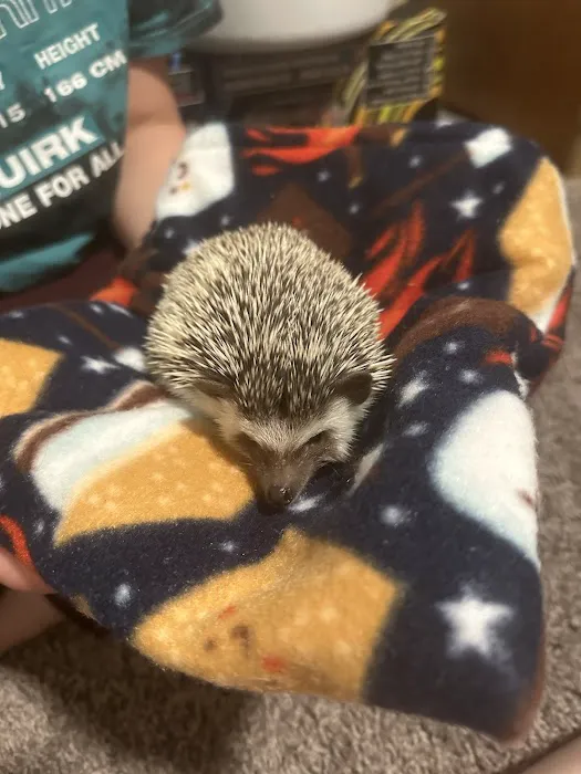 Dave's Domestic Hedgehogs Picture 10