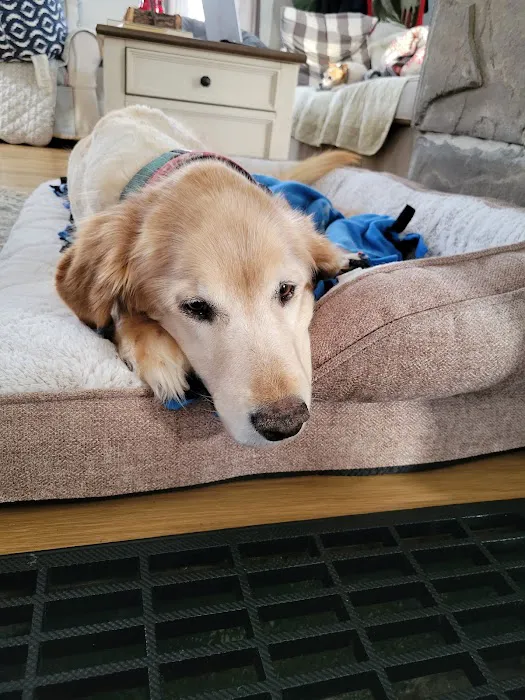 Upstate Spay and Neuter Picture 2
