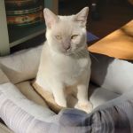 Upstate Spay and Neuter