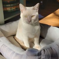 Upstate Spay and Neuter ico