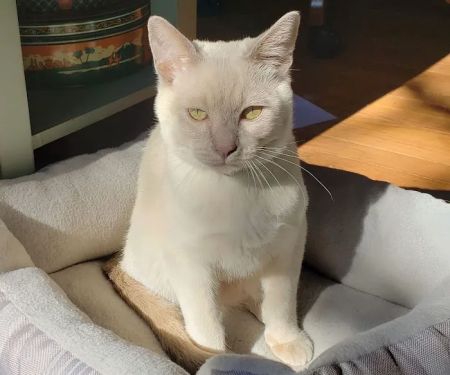 Upstate Spay and Neuter