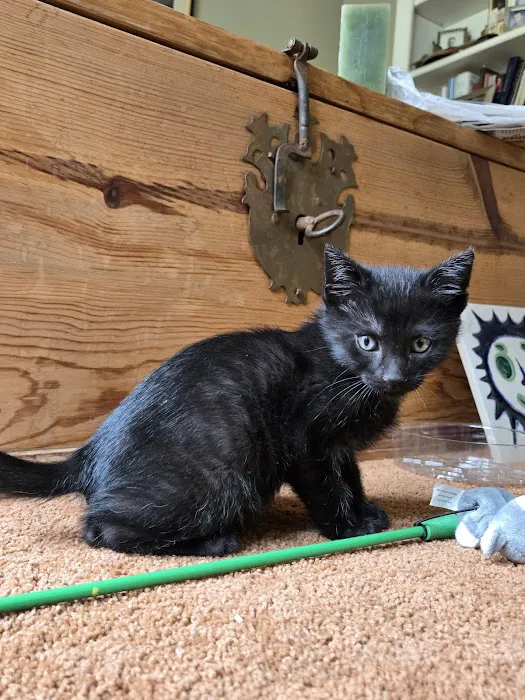 Upstate Spay and Neuter Picture 8