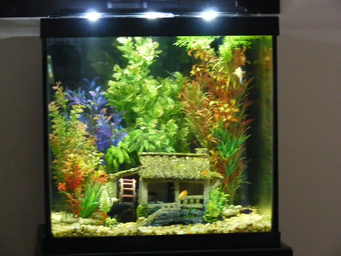 Aquatic Escapes Aquariums Picture 4