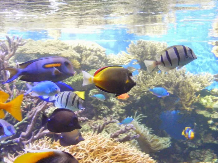 Aquatic Escapes Aquariums Picture 7