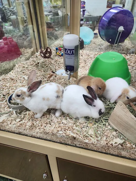 Pet Supermarket Picture 4