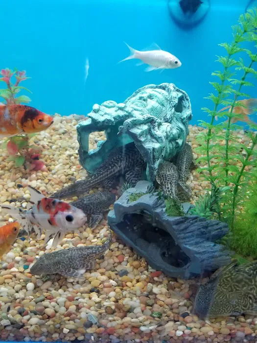 Pet Supermarket Picture 5