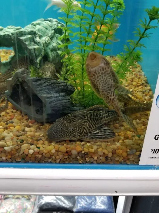Pet Supermarket Picture 9