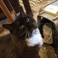 Hyde Park Animal Hospital ico