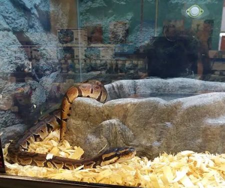 Petco