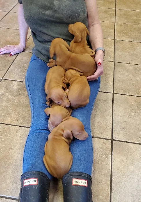 Patty's Puppy Love Picture 3