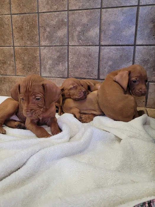 Patty's Puppy Love Picture 2