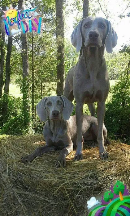 Patty's Puppy Love Picture 7