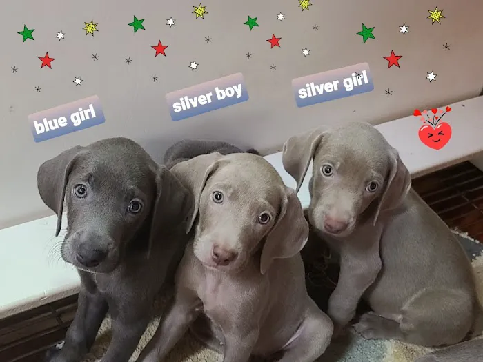 Patty's Puppy Love Picture 8