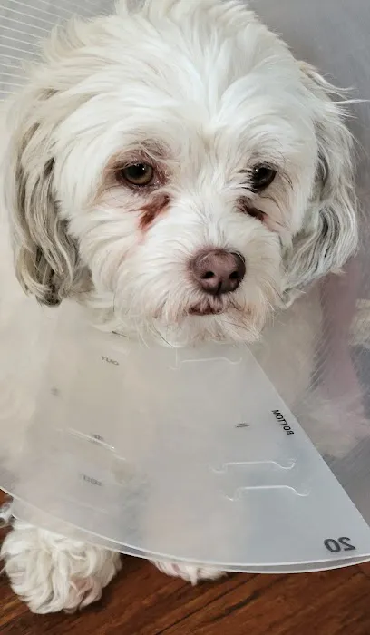 South Peak Veterinary Hospital Picture 9