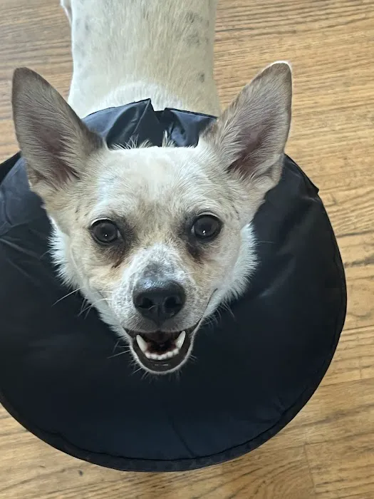 Arlington Animal Hospital Picture 2