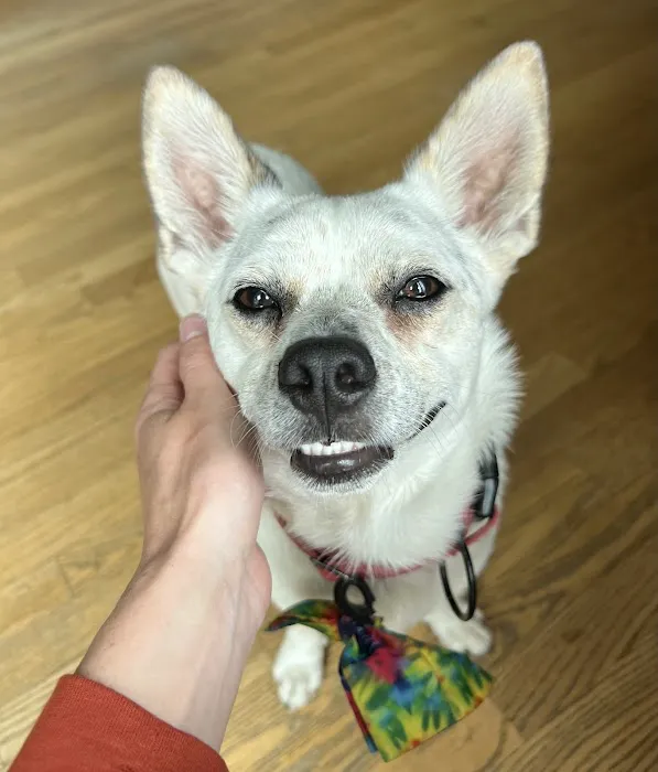 Arlington Animal Hospital Picture 8