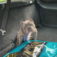 Proformance Pet Supply ico