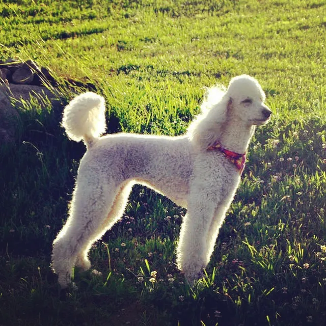 Viano Veterinary Services Picture 1