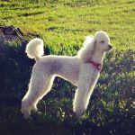 Viano Veterinary Services