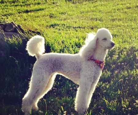 Viano Veterinary Services