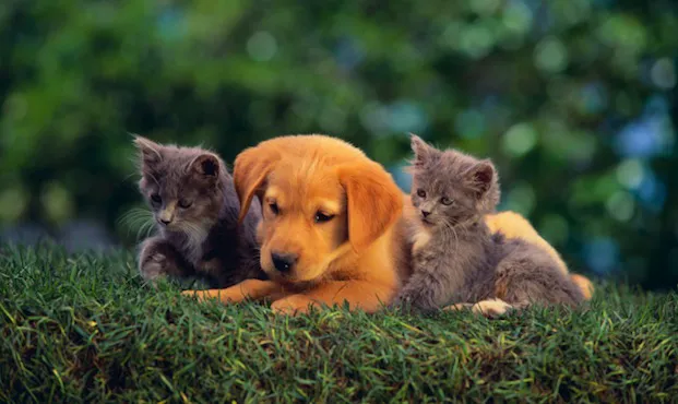 Pleasant Valley Animal Hospital Picture 7
