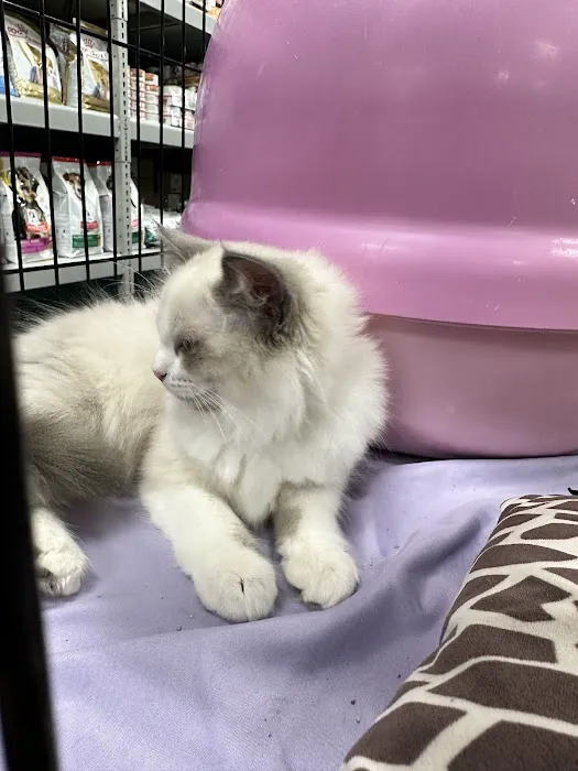 Friendly Pets Picture 2
