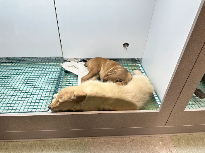 Friendly Pets Picture 1