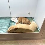Friendly Pets