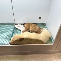 Friendly Pets ico