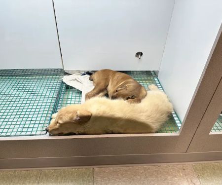 Friendly Pets