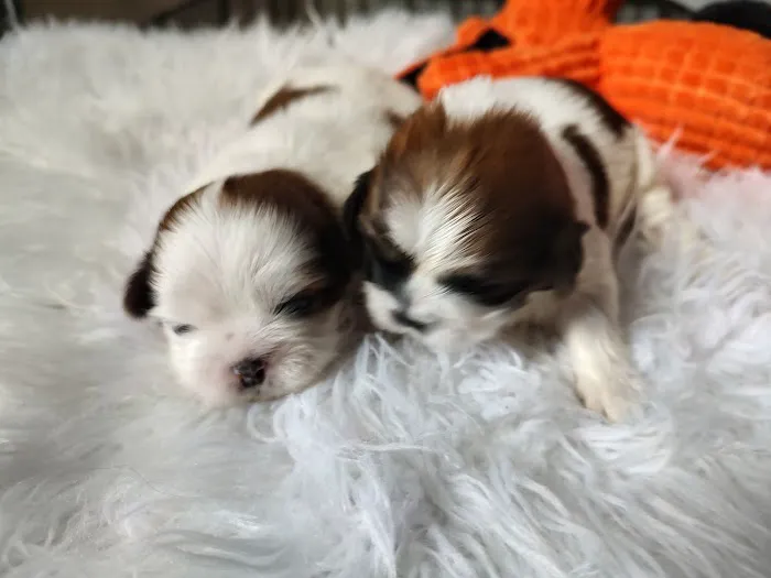 Mark's AKC Shih Tzu Picture 1