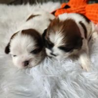 Mark's AKC Shih Tzu ico