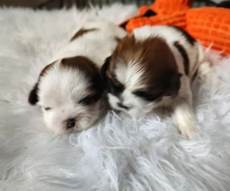 Mark's AKC Shih Tzu