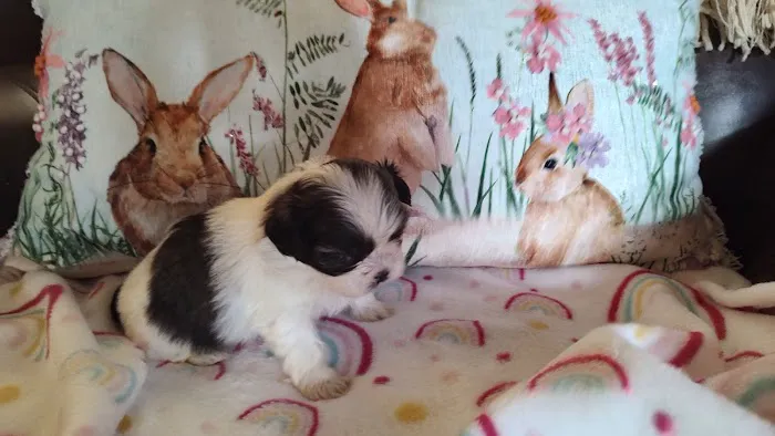 Mark's AKC Shih Tzu Picture 7