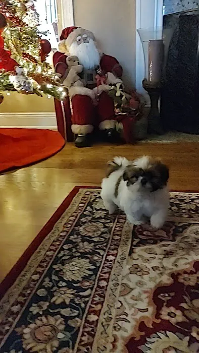 Mark's AKC Shih Tzu Picture 6