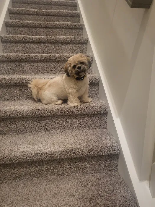 Mark's AKC Shih Tzu Picture 4