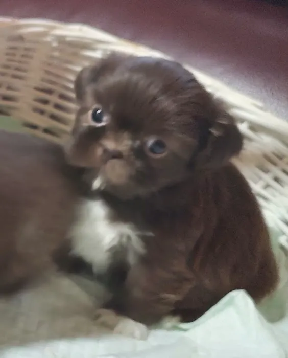 Mark's AKC Shih Tzu Picture 3