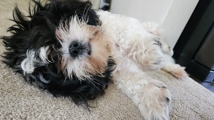 Mark's AKC Shih Tzu Picture 2