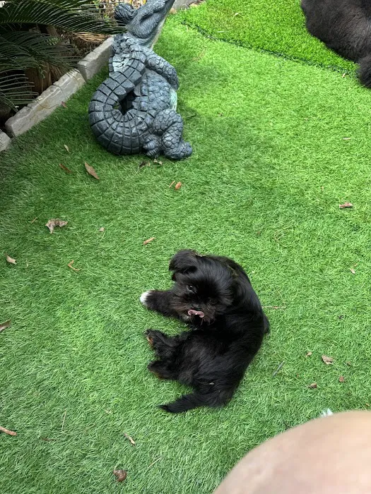 Mark's AKC Shih Tzu Picture 8