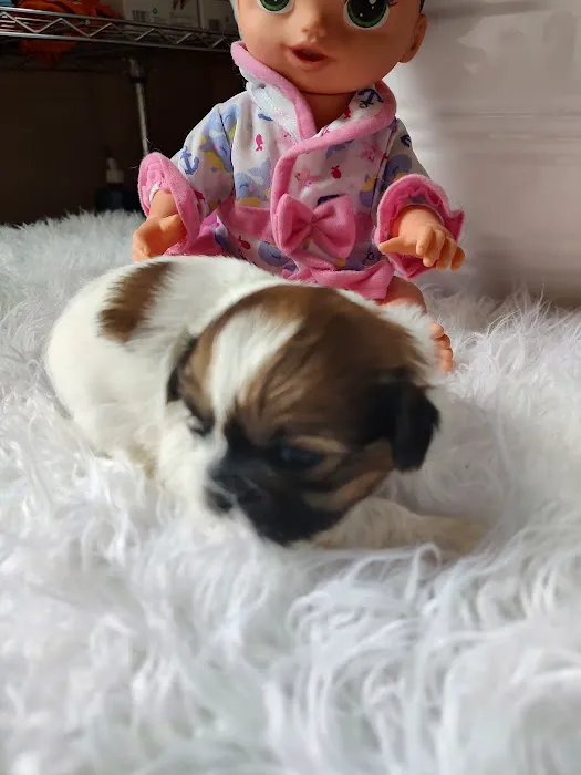 Mark's AKC Shih Tzu Picture 5